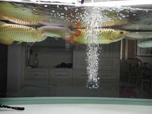 龍魚多大養最好活的：龍魚在體長15-20厘米時開始飼養