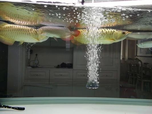 龍魚多大養最好活的：龍魚在體長15-20厘米時開始飼養