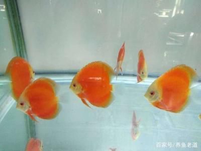 40公分的金龍魚每天喂多少飼料（40公分的金龍魚一天喂多少飼料才合適） 40公分的金龍魚每天喂多少飼料（40公分的金龍魚一天喂多少飼料才合適） 龍魚百科 第1張