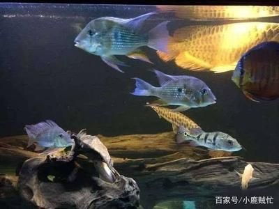 龍魚和銀龍可以混養嗎:如何預防龍魚和銀龍魚打架,銀龍魚混養的日常管理要點 龍魚百科 第4張 龍魚和銀龍可以混養嗎:如何預防龍魚和銀龍魚打架,銀龍魚混養的日常管理要點 龍魚和銀龍可以混養嗎:如何預防龍魚和銀龍魚打架,銀龍魚混養的日常管理要點 龍魚百科 第4張