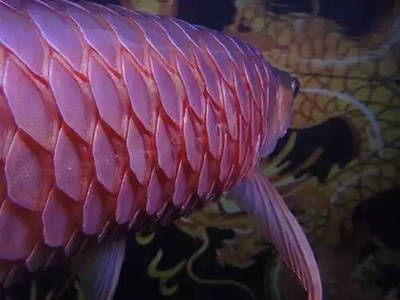 星點龍魚常見疾病的早期癥狀：星點龍魚常見疾病早期癥狀