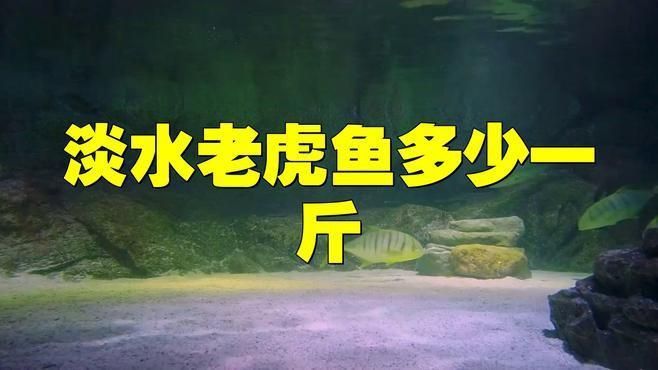 老虎魚一般市場價 老虎魚一般市場價 龍魚百科 第3張