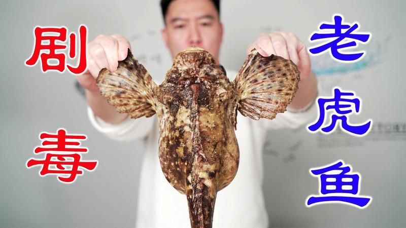 老虎魚一般市場價 老虎魚一般市場價 龍魚百科 第5張