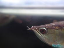 龍魚(yú)嘴爛怎么回事：龍魚(yú)嘴爛怎么辦