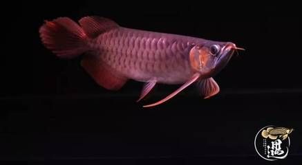 龍魚嘴一張一合：龍魚嘴一張一合可能有多種原因， 龍魚嘴一張一合：龍魚嘴一張一合可能有多種原因， 龍魚百科 第3張