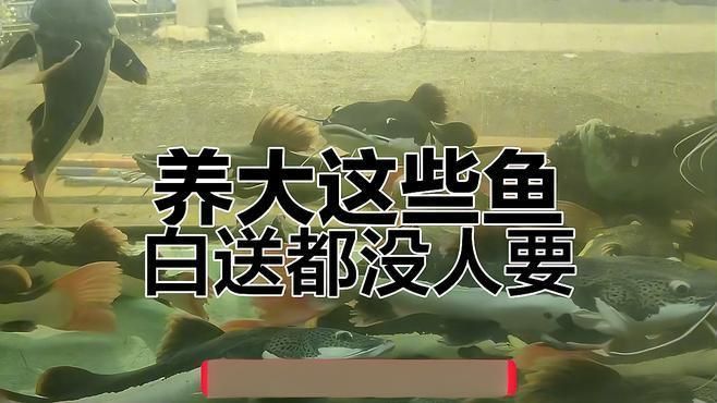 中大型觀賞魚大全