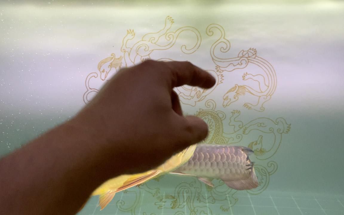 金龍魚和銀龍魚混養需要多大的魚缸？ 金龍魚和銀龍魚混養需要多大的魚缸？ 龍魚百科 第4張