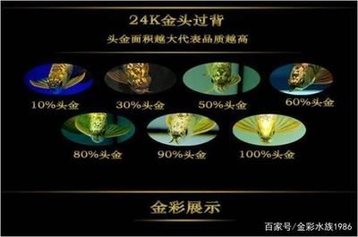 龍魚的分類和分布（龍魚是一種熱帶淡水魚類）