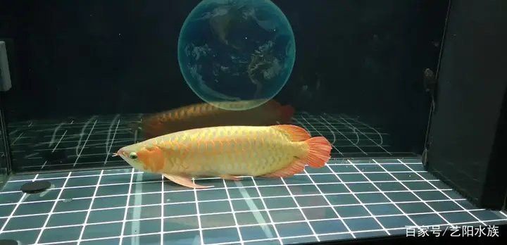 金龍魚(yú)用黃燈還是白燈好看點(diǎn)