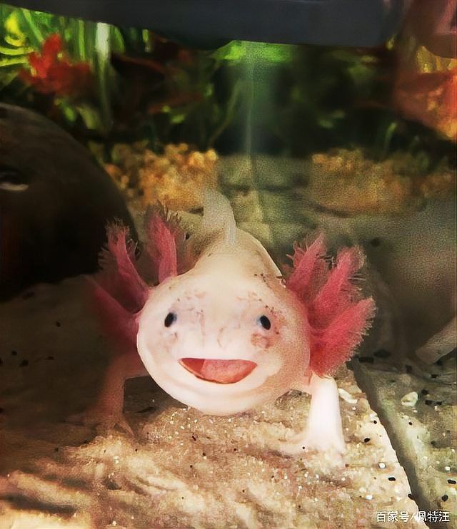 六角龍魚溫度多少適宜