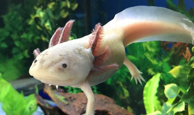 六角龍魚溫度多少適宜
