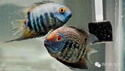 藍色的龍魚長什么樣：藍色的龍魚是什么樣子的