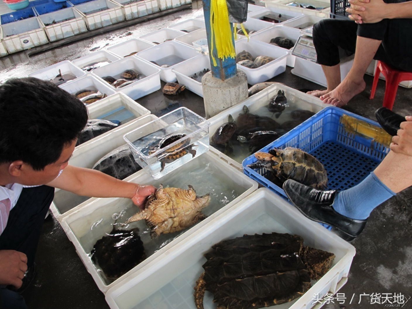 廣州觀賞魚批發市場去祥龍魚場有多遠的路程：從廣州觀賞魚批發市場到祥龍魚場需要多久？