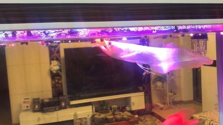 龍魚的正確飼養方法大全：關于龍魚飼養的基本指南
