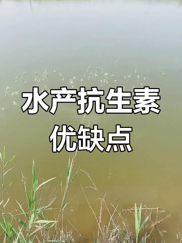 哪些抗生素對(duì)魚細(xì)菌感染有效