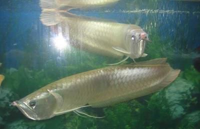 銀龍魚(yú)幾年能長(zhǎng)50厘米（關(guān)于銀龍魚(yú)的生長(zhǎng)速度的一些詳細(xì)信息）