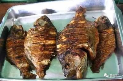 龍魚怎么燉：如何挑選新鮮龍魚，龍魚燉湯的適宜人群
