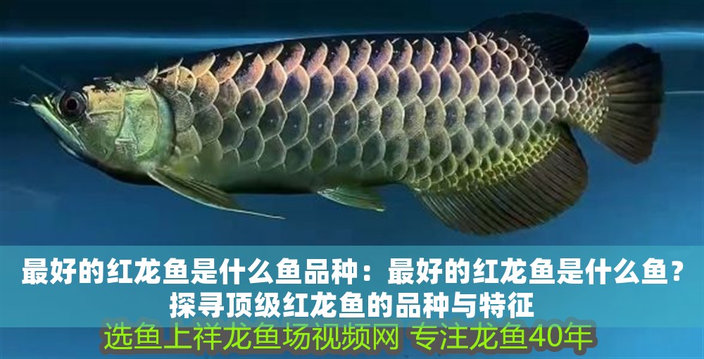 最好的紅龍魚是什么魚品種：最好的紅龍魚是什么魚？探尋頂級紅龍魚的品種與特征
