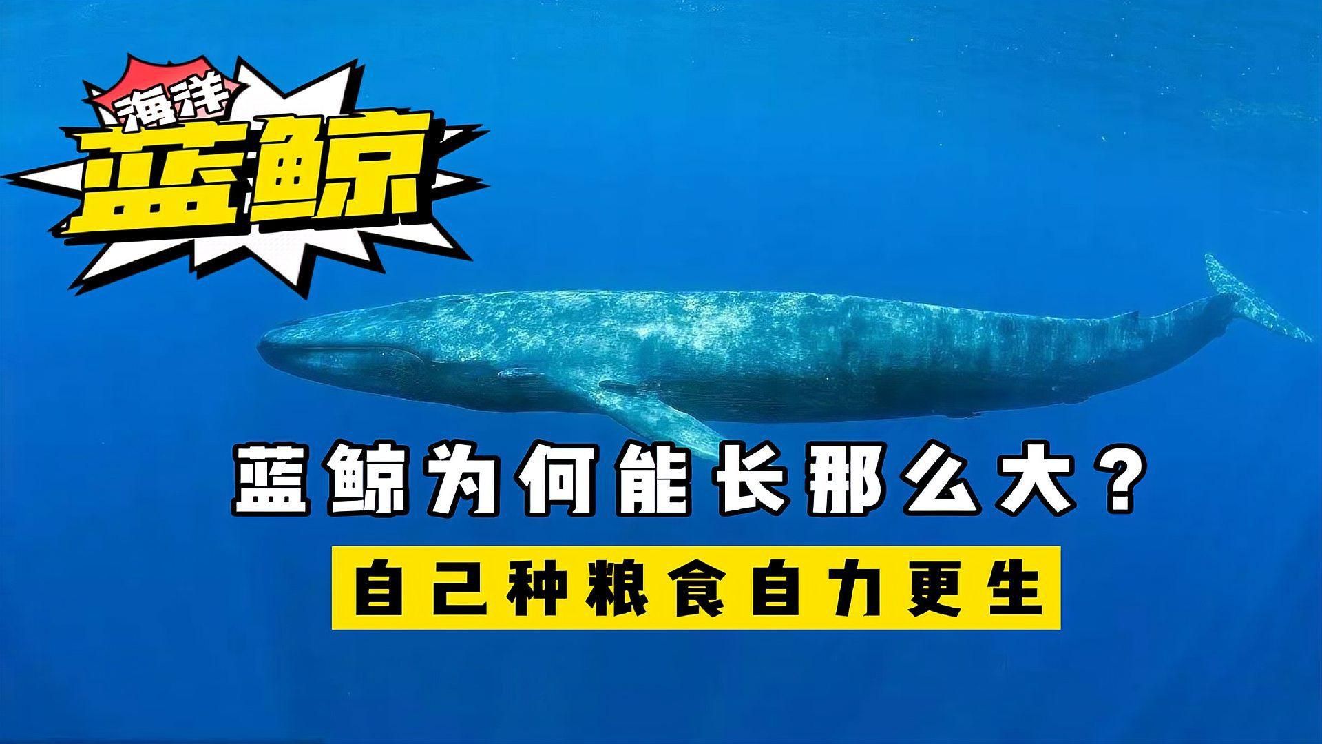 藍鯨為什么能長這么大