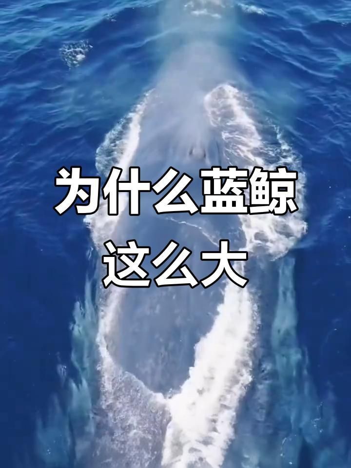 藍鯨為什么能長這么大