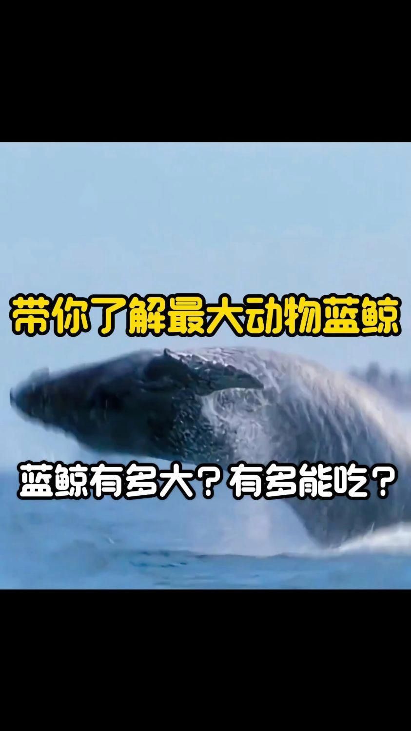 藍鯨為什么能長這么大