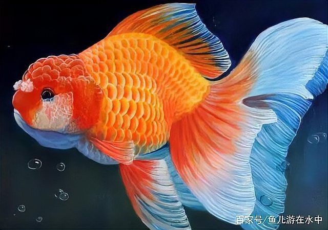 如何判斷七鰭過背金龍是否吃飽？ 如何判斷七鰭過背金龍是否吃飽？ 龍魚百科 第5張