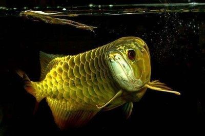 各種龍魚的寓意和象征風水是什么：龍魚在不同文化中具有多種寓意和象征在中國文化中具有多種寓意和象征 各種龍魚的寓意和象征風水是什么：龍魚在不同文化中具有多種寓意和象征在中國文化中具有多種寓意和象征 龍魚百科