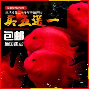 金龍銀龍魚怎么養殖（銀龍魚和金龍魚的養殖方法）
