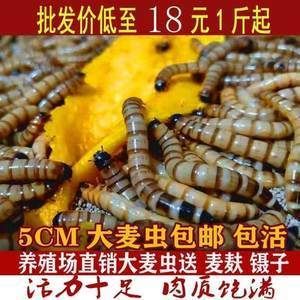 金龍銀龍魚怎么養殖（銀龍魚和金龍魚的養殖方法）