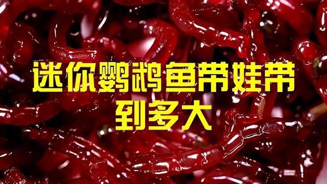 迷你鸚鵡多久不帶幼崽 迷你鸚鵡多久不帶幼崽 龍魚百科 第1張
