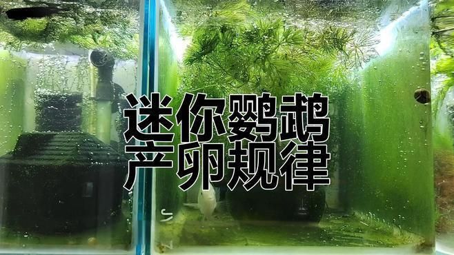 迷你鸚鵡多久不帶幼崽 迷你鸚鵡多久不帶幼崽 龍魚百科 第2張