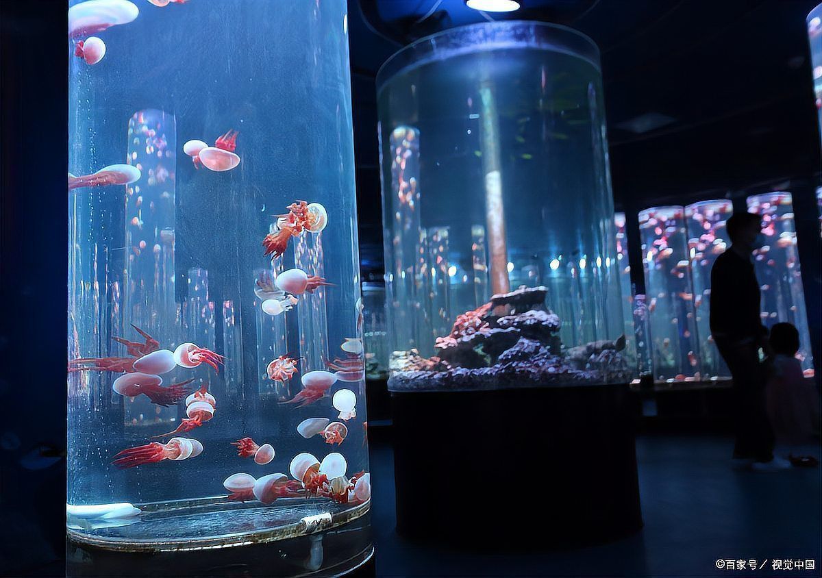 迷你鸚鵡多久不帶幼崽 迷你鸚鵡多久不帶幼崽 龍魚百科 第4張