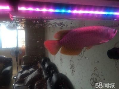五天左右家里沒人龍魚會死嗎（水質管理是確保龍魚生存的關鍵因素確保龍魚生存的關鍵因素）