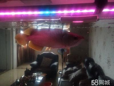 五天左右家里沒人龍魚會死嗎（水質管理是確保龍魚生存的關鍵因素確保龍魚生存的關鍵因素）