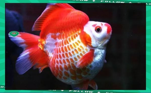 金元寶魚簡介 龍魚百科 第8張 金元寶魚簡介 金元寶魚簡介 龍魚百科 第8張