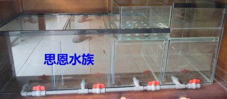 龍魚專用缸：龍魚專用缸的選擇指南