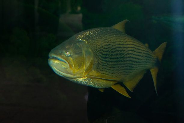 正大龍魚養殖場在哪里（廣東地區哪有龍魚養殖場）
