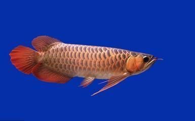 龍魚怎么搭配食物，龍魚幼魚適合吃什么飼料