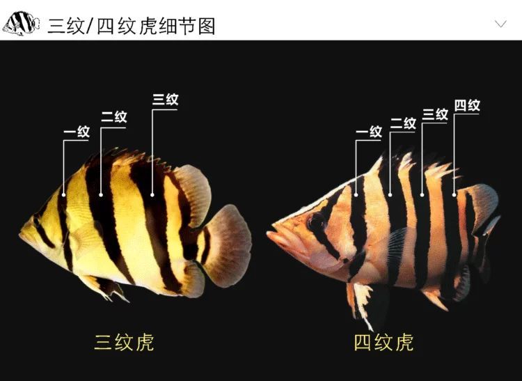 印尼紅龍魚品種及特點：關于印尼紅龍魚品種及其特點的詳細介紹 印尼紅龍魚品種及特點：關于印尼紅龍魚品種及其特點的詳細介紹 龍魚百科 第3張