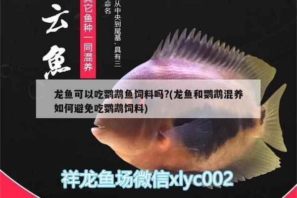 龍魚可以吃鸚鵡魚飼料嗎？：龍魚可以吃鸚鵡魚飼料嗎