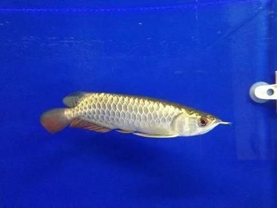 龍魚游動縮鰭怎么辦：龍魚游動縮鰭可能由多種原因引起龍魚縮鰭處理方法及處理方法