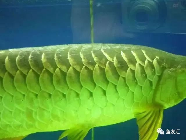 龍魚游動縮鰭怎么辦：龍魚游動縮鰭可能由多種原因引起龍魚縮鰭處理方法及處理方法