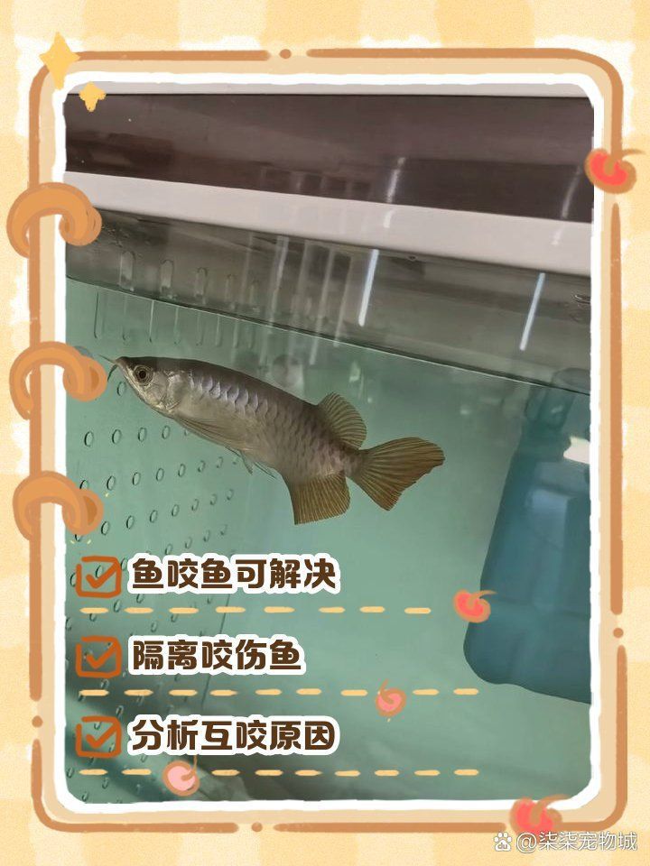 藍寶石魚咬魚最簡單三個步驟