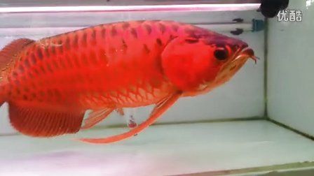 老孫龍魚 背景音樂：老孫龍魚背景音樂 老孫龍魚 背景音樂：老孫龍魚背景音樂 龍魚百科 第1張