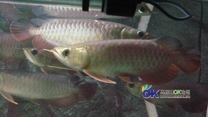 老孫龍魚 背景音樂：老孫龍魚背景音樂 老孫龍魚 背景音樂：老孫龍魚背景音樂 龍魚百科 第3張