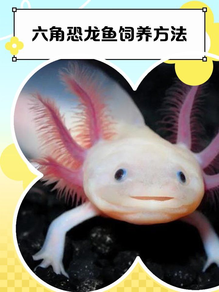 六角恐龍魚長的快嗎