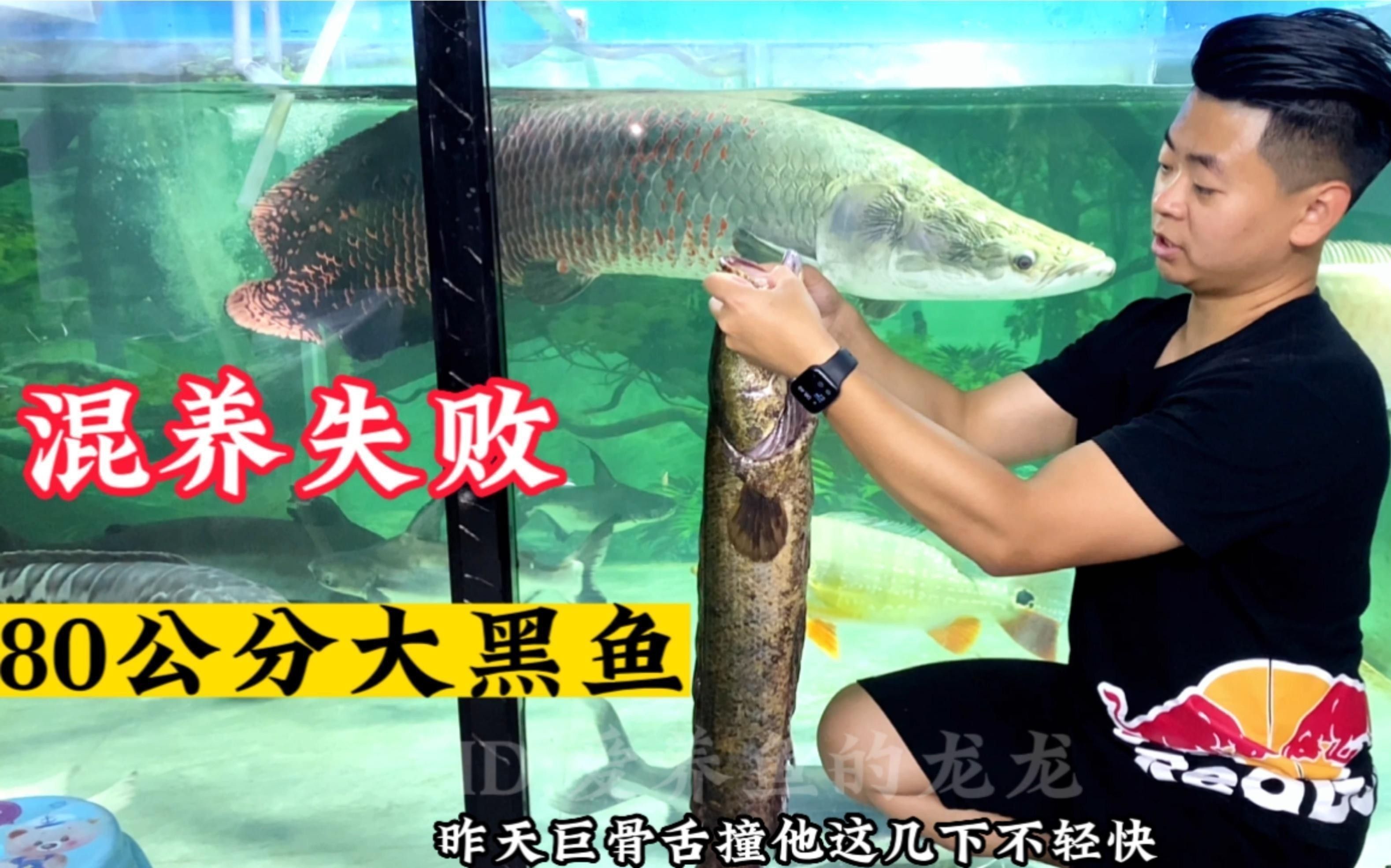 有哪些適合和黑魚混養的魚
