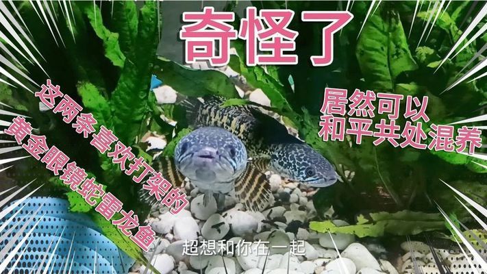 電鰻巨骨舌魚和黃金眼鏡蛇雷龍魚能一起養嗎，