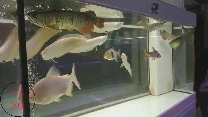 龍魚一般配什么魚好看：與龍魚混養的幾種魚種 龍魚一般配什么魚好看：與龍魚混養的幾種魚種 龍魚百科 第4張