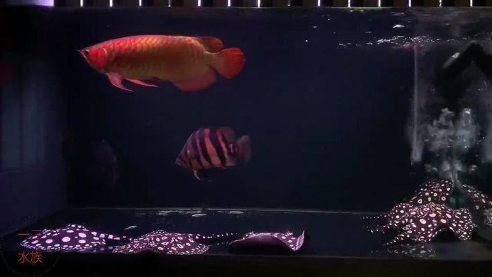 龍魚一般配什么魚好看：與龍魚混養的幾種魚種 龍魚一般配什么魚好看：與龍魚混養的幾種魚種 龍魚百科 第3張